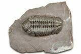 Glassy Austerops Trilobite - Jorf, Morocco #328585-3